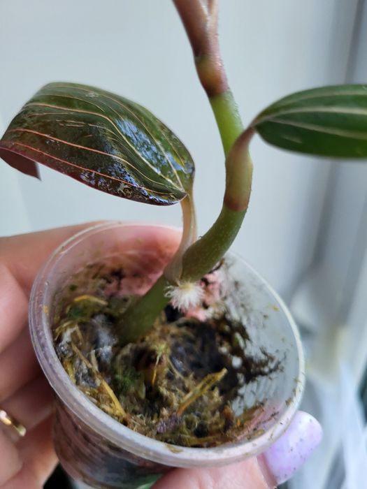 Орхідея дорогоцінна