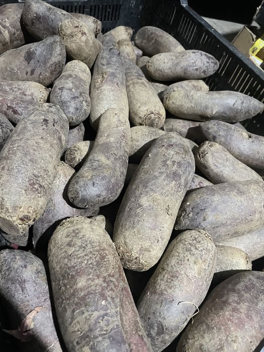 Buraczki czerwone Alto