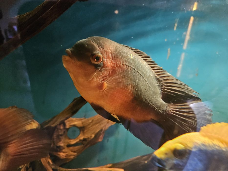 Цихлазома бражник