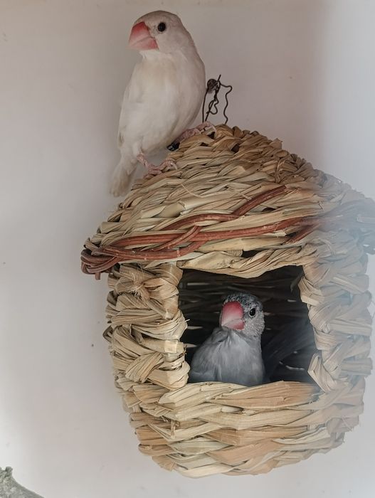 Casal pardais de java