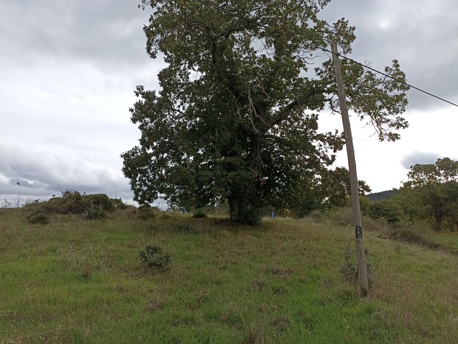 Terrenos com castanheiros e oliveiras