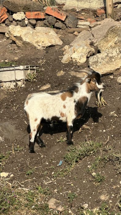Bodes / Cabras micro anãs machos