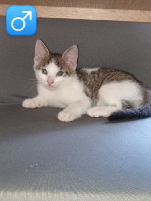 Kociaki do adopcji