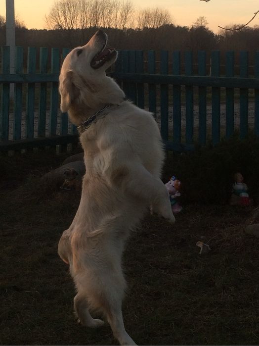 Вязка Золотистий Ретривер