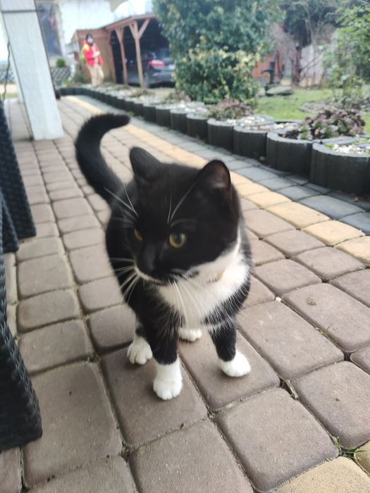 Oddam kotka w dobre rece