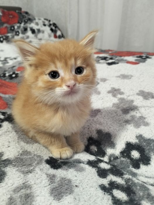 віддам кошенят в добрі руки
