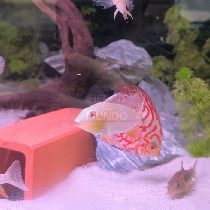 Acarichthys Heckelli Albino