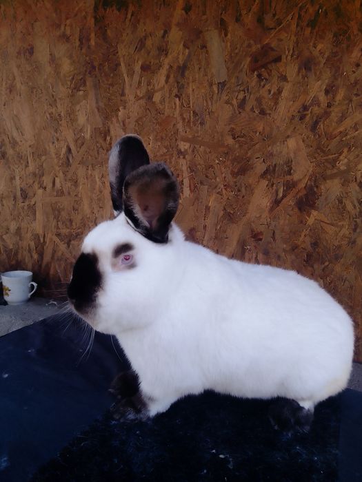 Робочі самці каліфорнійці