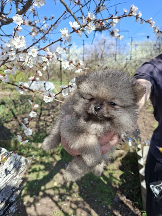 Шпиц,щенки шпиц.