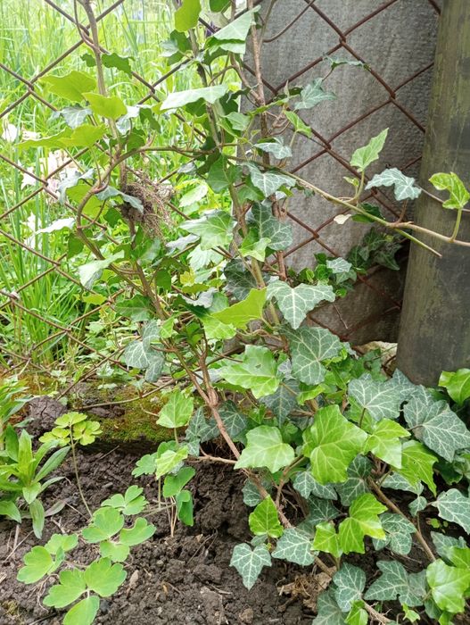 Плющ вічнозелений Hedera helix