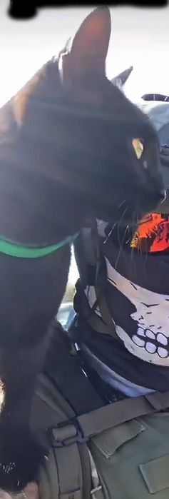 Загубився кіт. Місто Тернопіль, район Дружба та село Петриків