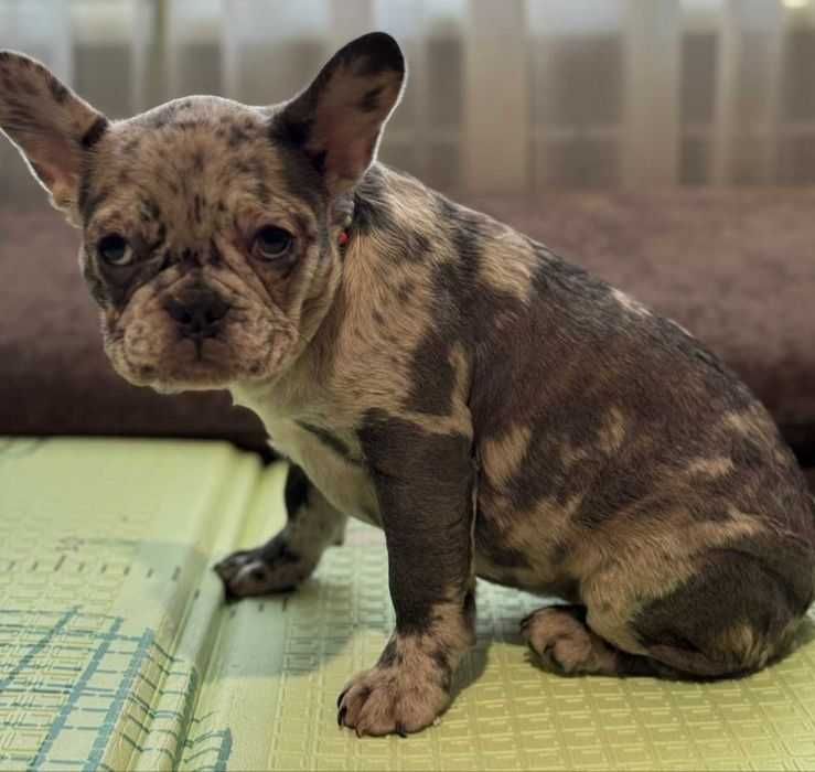 Девочка. Французский бульдог.