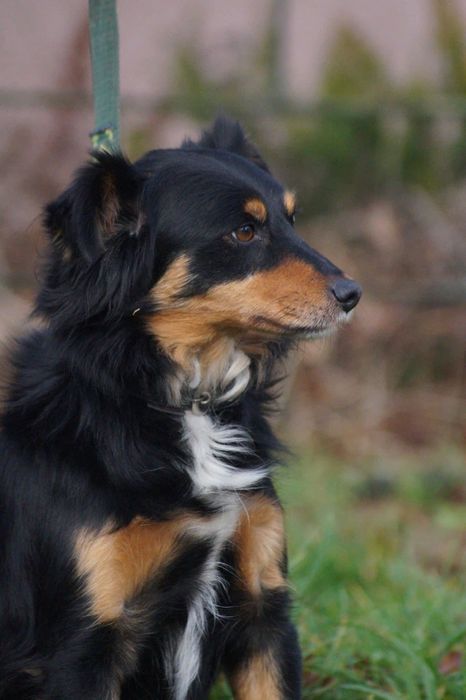 Mały i kochany Cedrik- pokochaj go