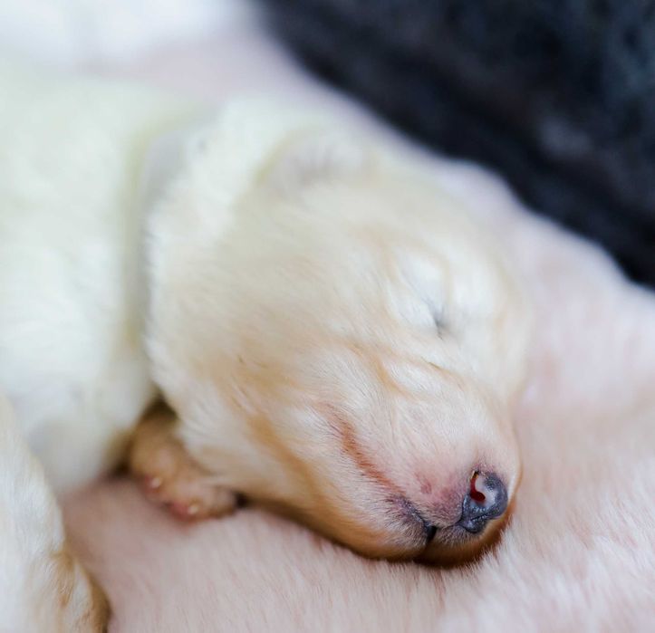 Samoyed Szczenie ZKWP/FCI