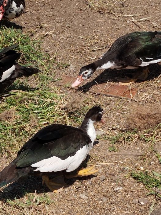 Casais patos mudos