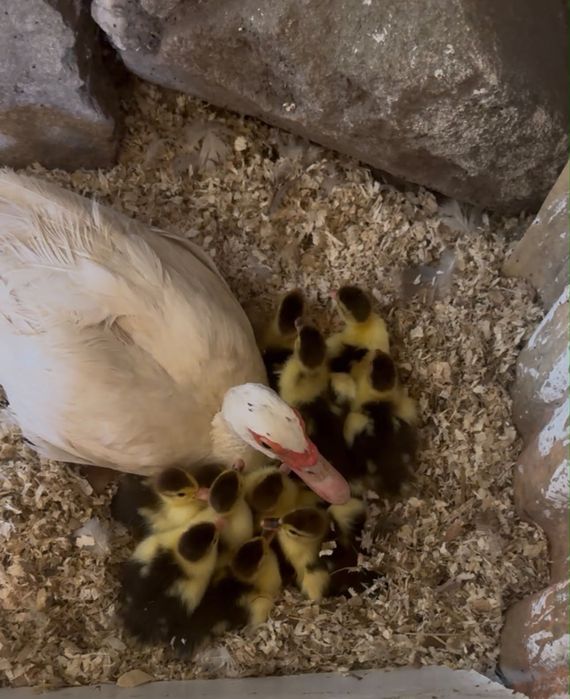 11 Patos para venda