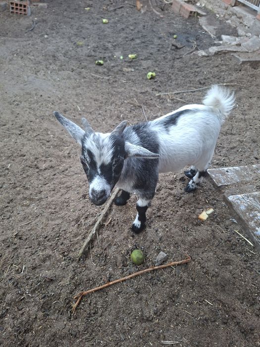 Cabrito anão com 3 meses