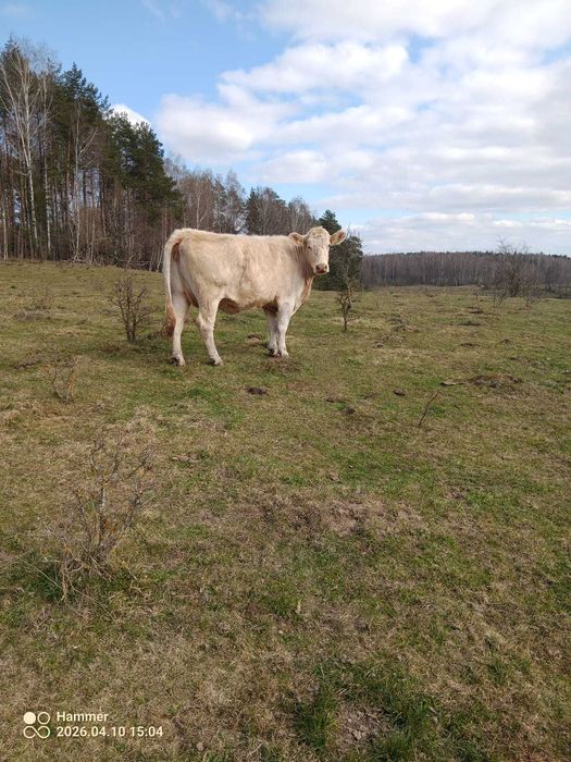Sprzedam krowy charoleise mazury