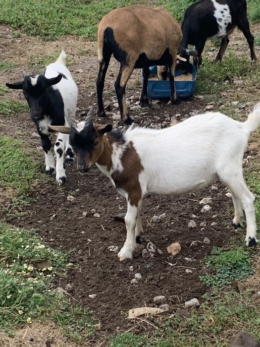 Cabrinhas anãs e micro anãs