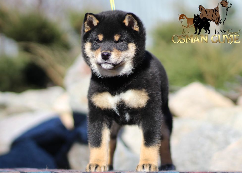 Шикарний хлопчик Шиба іну Сіба іну Shiba