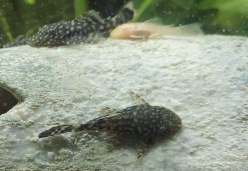 Glonojad zbrojnik żółty i pospolity - dowóz Warszawa i okolice.