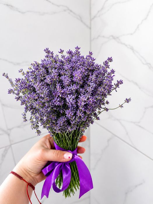 Кущі лаванди на продаж