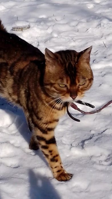 Бенгальський кіт на в'язку