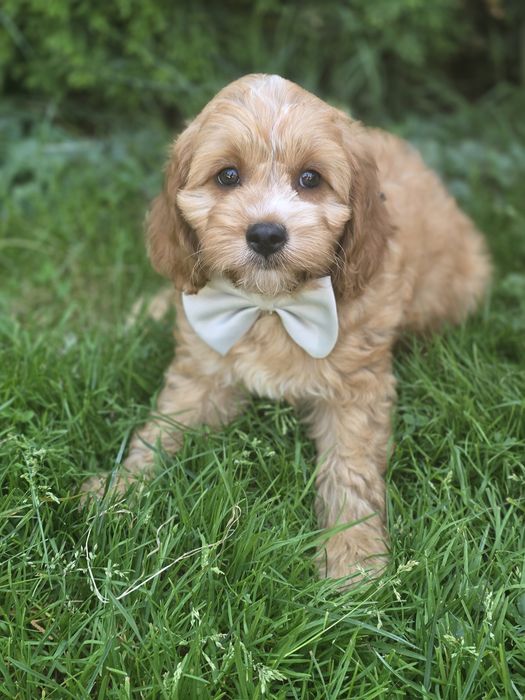 Cavapoo f1 piesek szczeniak z metryką dwumiesięczny