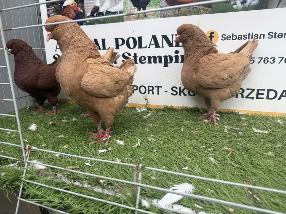 Gołębie. King. Kingi1. Możliwy transport