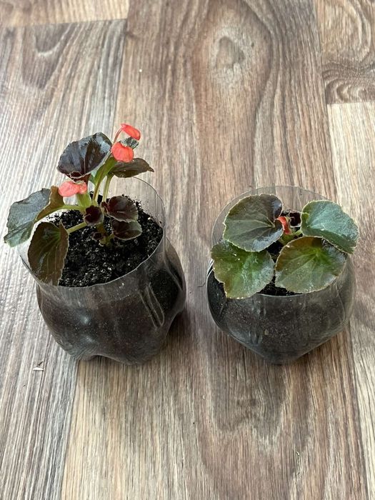 Квіти кімнатні різні