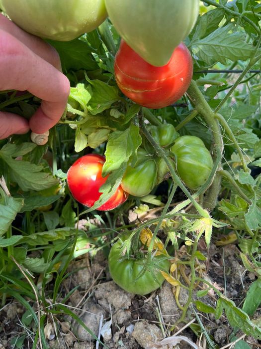 Tomate coração de boi