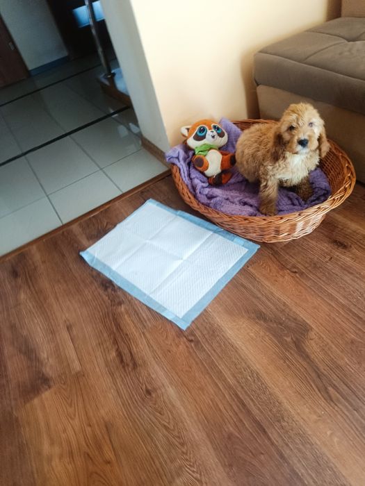 Pudel miniaturowy - Cocker spaniel -Cockapoo