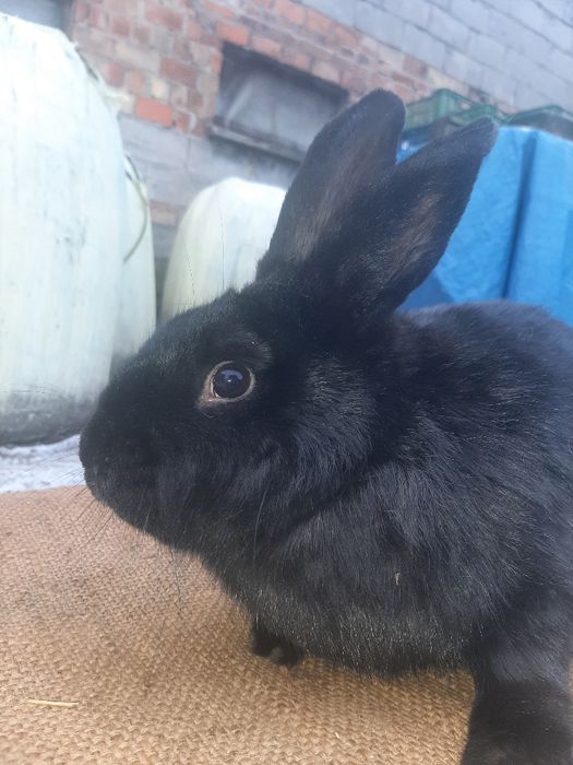 Sprzedam królika