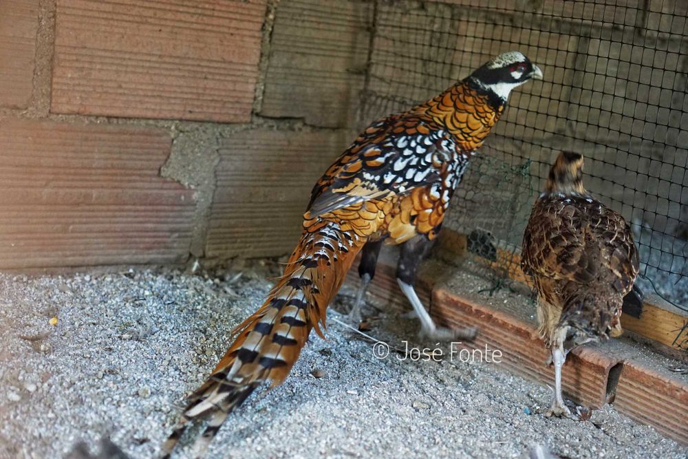 Vendo casais de faisões de diversas raças