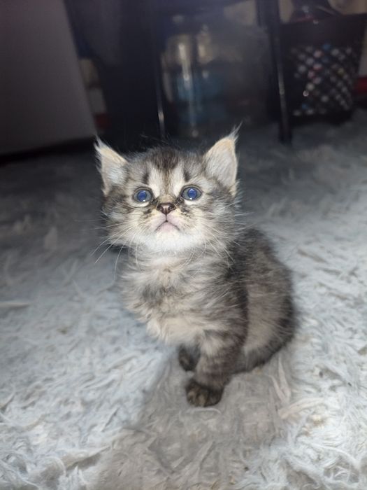 Кошенята безкоштовно.