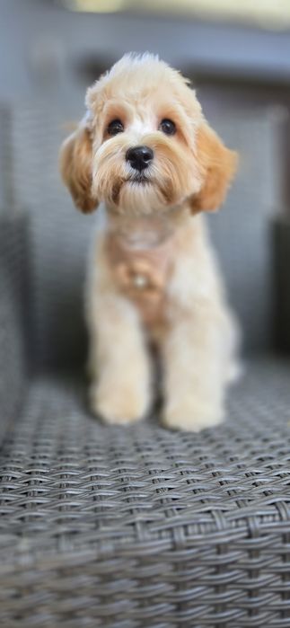 Maltipoo/ chłopczyk