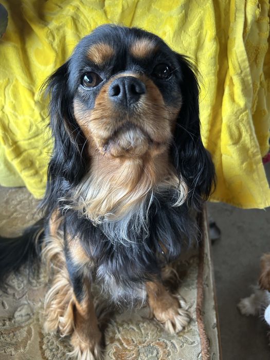 Zapowiedz miotu Ruby i Black & tan