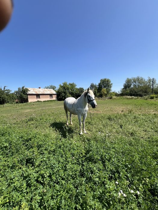 продам робочу кобилу