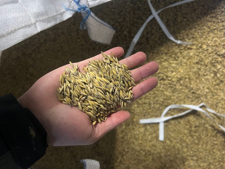 Sprzedam owies luz/workowany