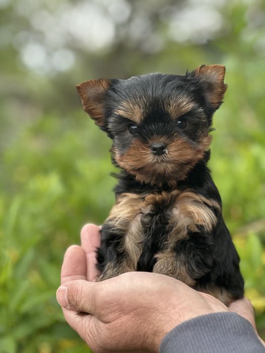 Мікро хлопчик для обожнювання