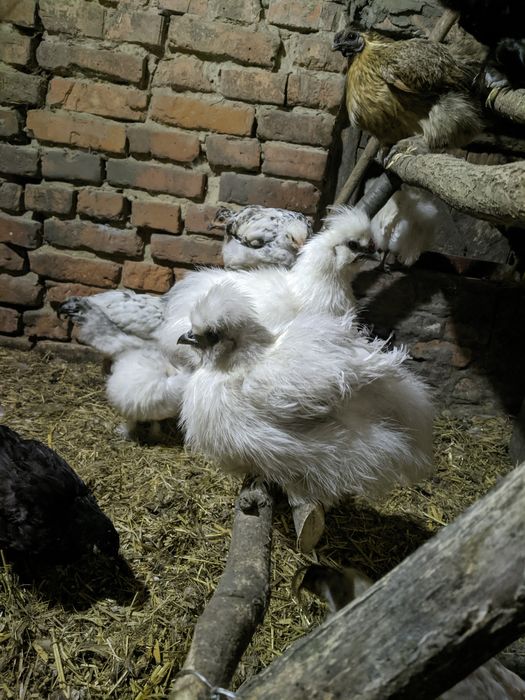 Китайская шелковая курица