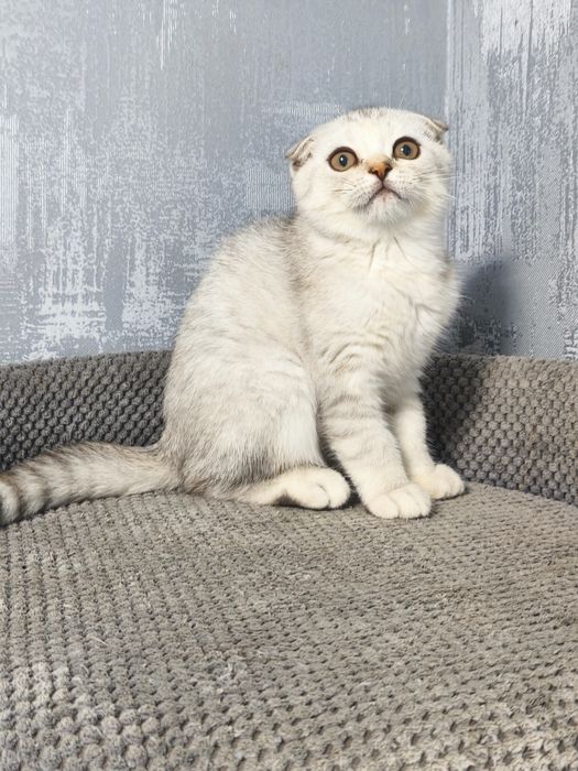 Висловуха дівчинка срібла шиншила котята кошенята котики