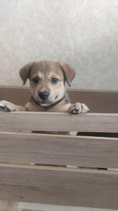 Гарнюні цуценятка