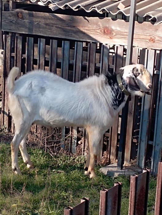 100% Англонубійський козел