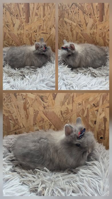Karzełki Teddy Mini