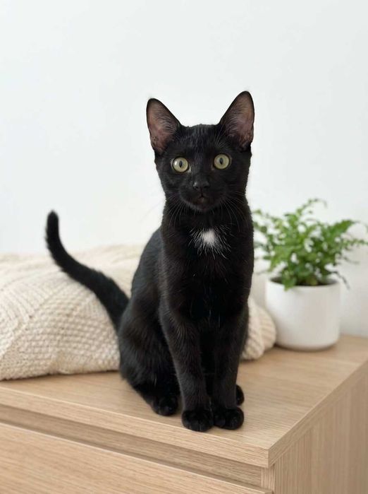 Setúbal / Margem Sul / Lisboa — VALTOR, gatinho para adoção