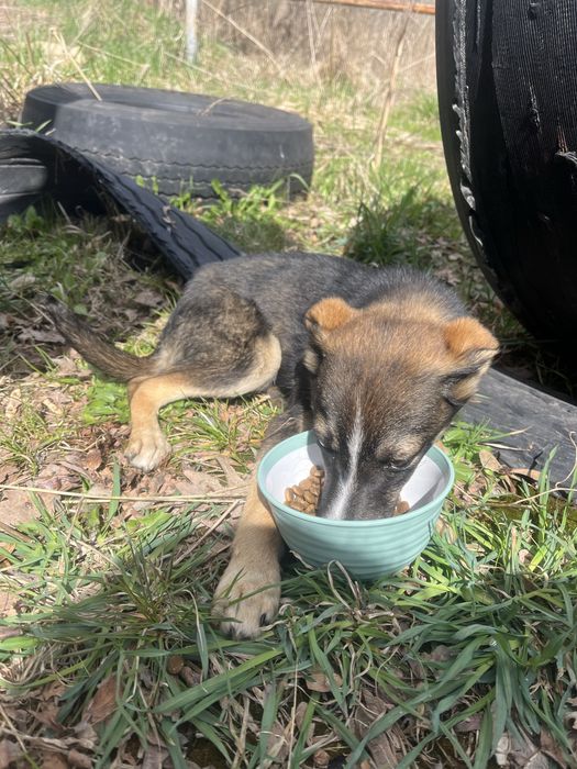 Собачка дівчинка прилаштування