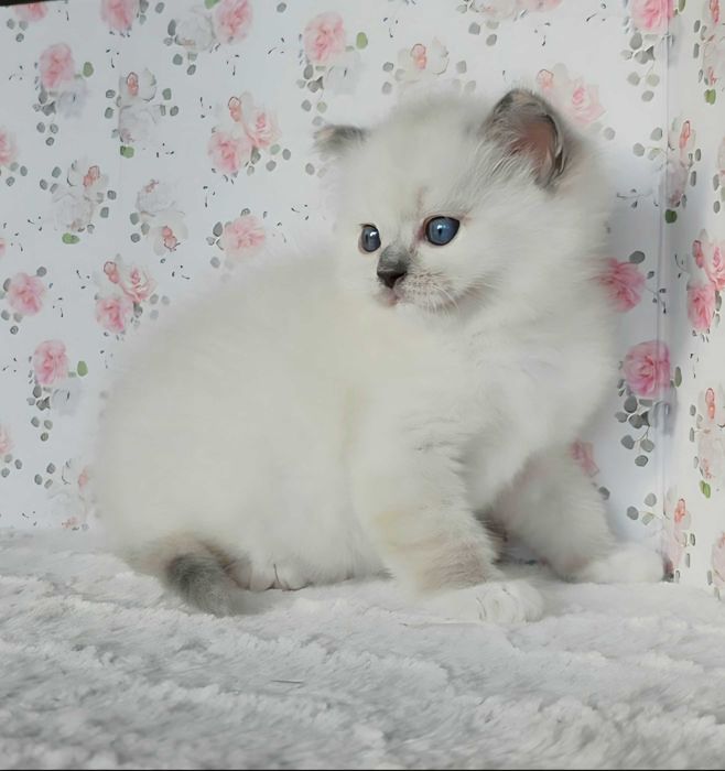 Piękna kotka Ragdoll