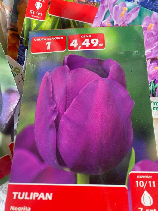 Тюльпани 60 грн пачка