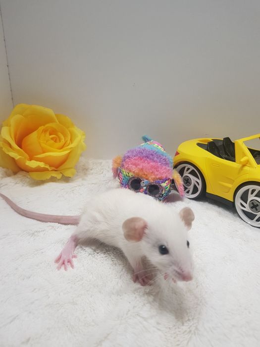 Szczur Dumbo młode szczurki reksy
